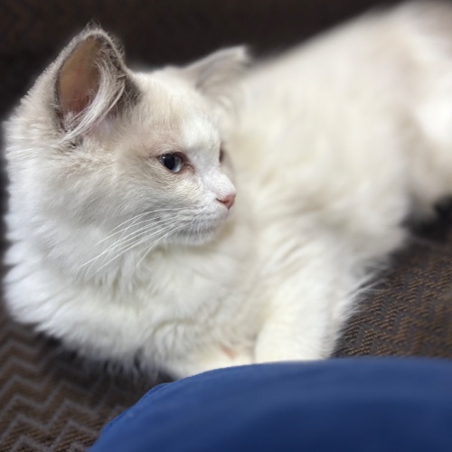 Gracie