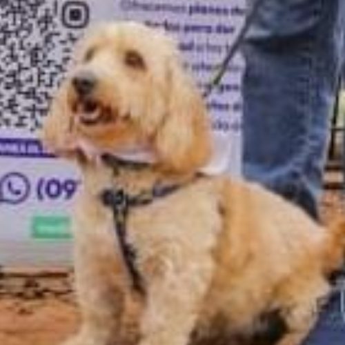 TED